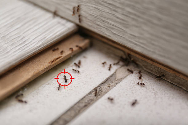 Wasp Removal Services in Gouldtown, NJ