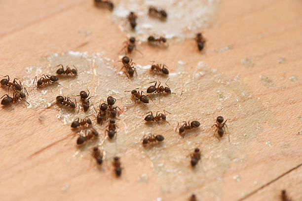 Gouldtown, NJ Pest Control Company